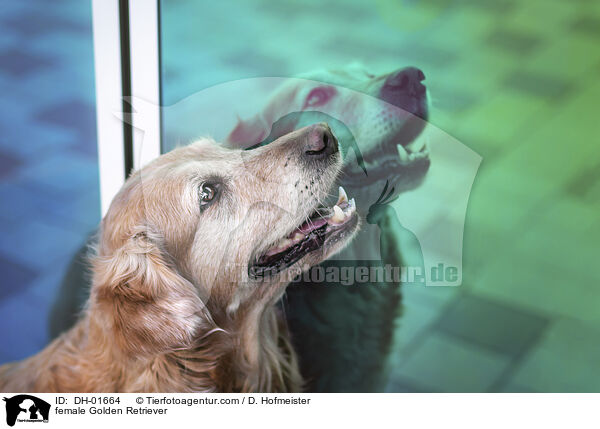 Golden Retriever Hndin / female Golden Retriever / DH-01664