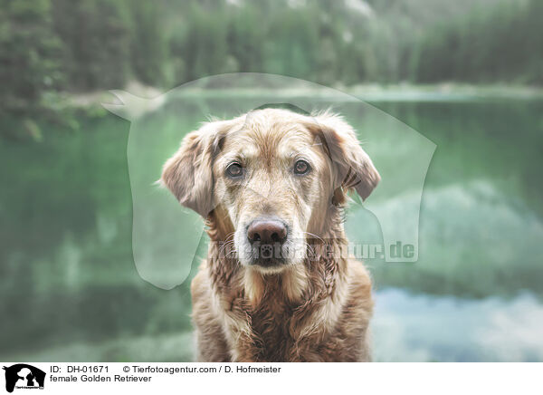 Golden Retriever Hndin / female Golden Retriever / DH-01671