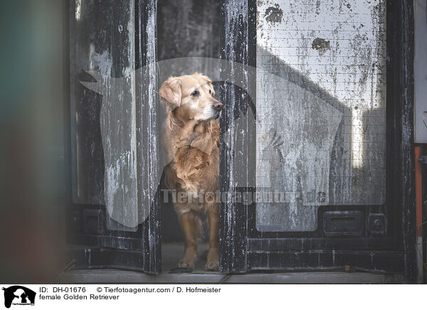 Golden Retriever Hndin / female Golden Retriever / DH-01676