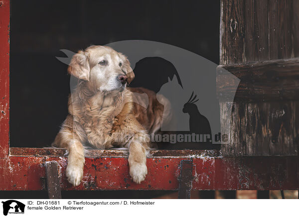 Golden Retriever Hndin / female Golden Retriever / DH-01681