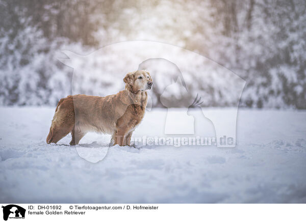 Golden Retriever Hndin / female Golden Retriever / DH-01692