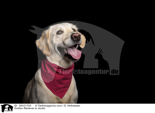 Golden Retriever im Studio / Golden Retriever in studio / DH-01705