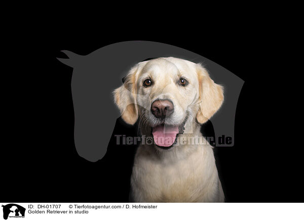 Golden Retriever im Studio / Golden Retriever in studio / DH-01707