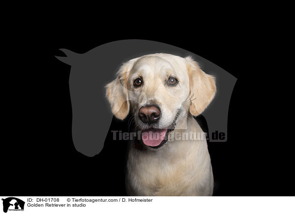 Golden Retriever im Studio / Golden Retriever in studio / DH-01708