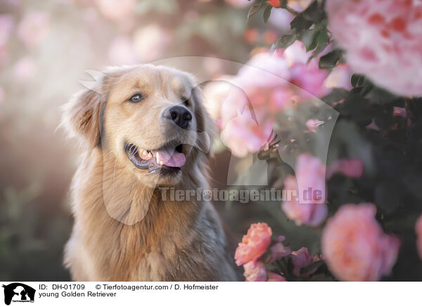 junger Golden Retriever / young Golden Retriever / DH-01709