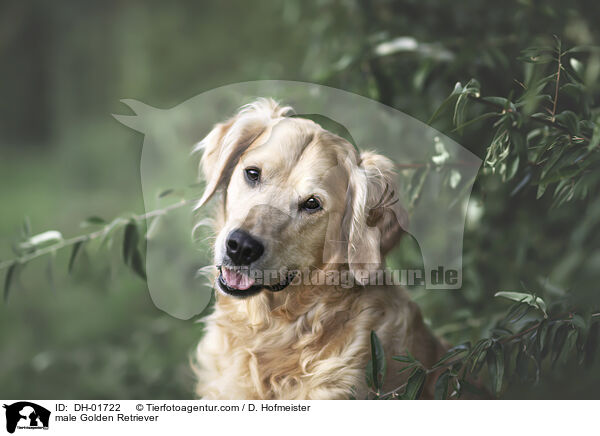 Golden Retriever Rde / male Golden Retriever / DH-01722