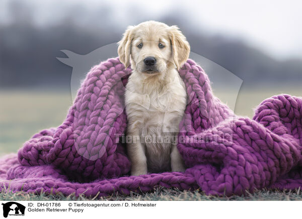 Golden Retriever Welpe / Golden Retriever Puppy / DH-01786