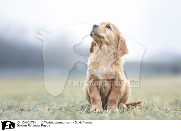 Golden Retriever Welpe / Golden Retriever Puppy / DH-01794