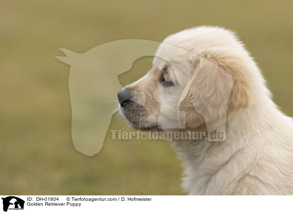 Golden Retriever Welpe / Golden Retriever Puppy / DH-01804