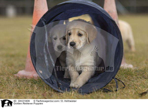 Golden Retriever Welpen / Golden Retriever Puppies / DH-01806