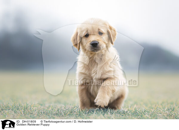 Golden Retriever Welpe / Golden Retriever Puppy / DH-01809