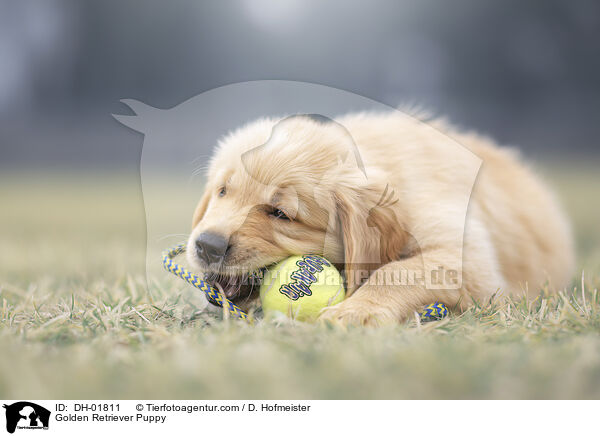 Golden Retriever Welpe / Golden Retriever Puppy / DH-01811