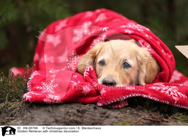 Golden Retriever mit Weihnachtsdeko / Golden Retriever with christmas decoration / KB-06788