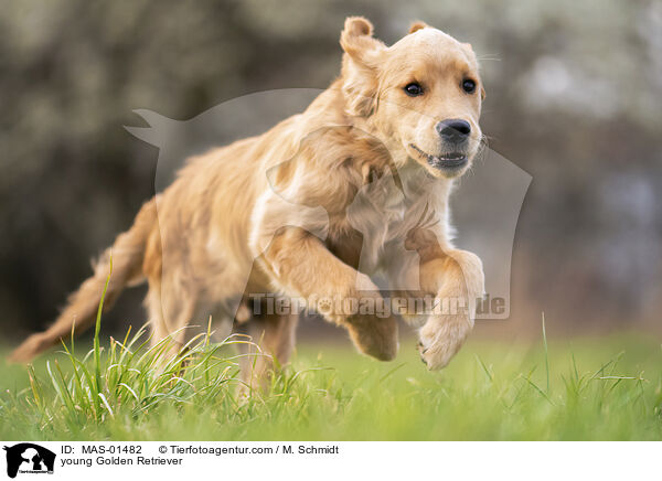 junger Golden Retriever / young Golden Retriever / MAS-01482