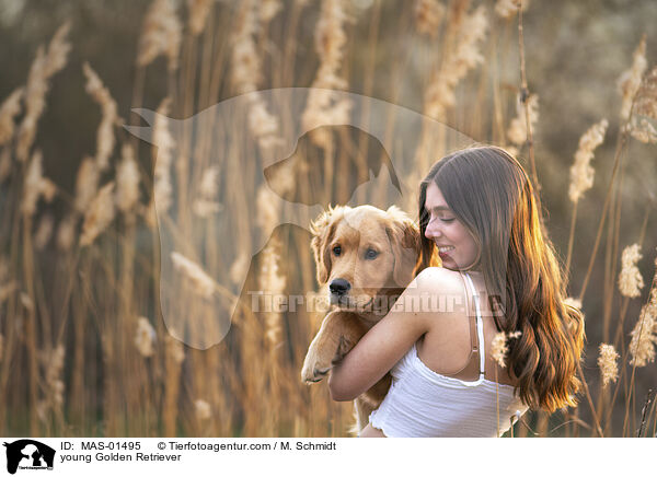 junger Golden Retriever / young Golden Retriever / MAS-01495