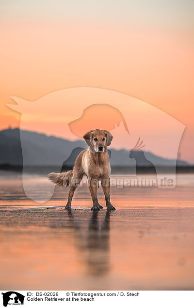 Golden Retriever am Strand / Golden Retriever at the beach / DS-02029