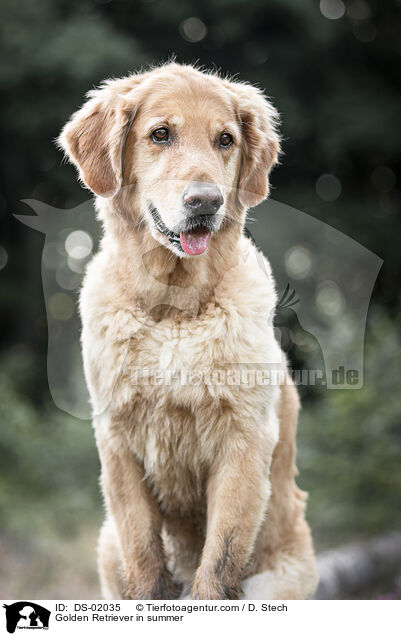 Golden Retriever im Sommer / Golden Retriever in summer / DS-02035