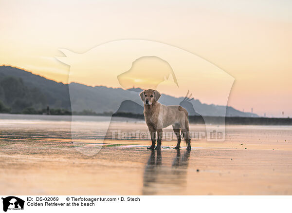 Golden Retriever am Strand / Golden Retriever at the beach / DS-02069