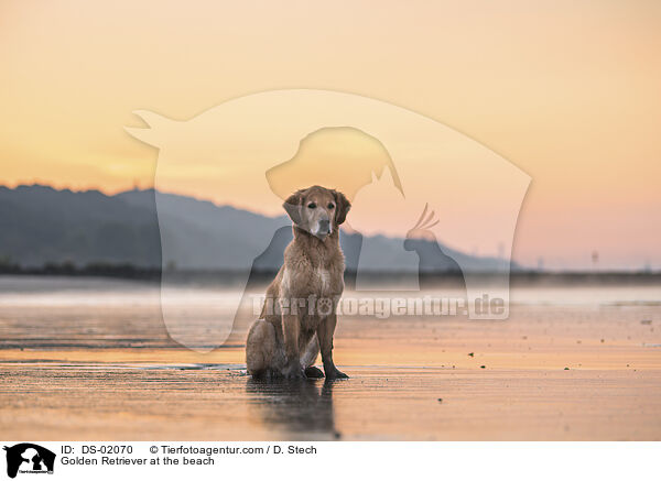 Golden Retriever am Strand / Golden Retriever at the beach / DS-02070