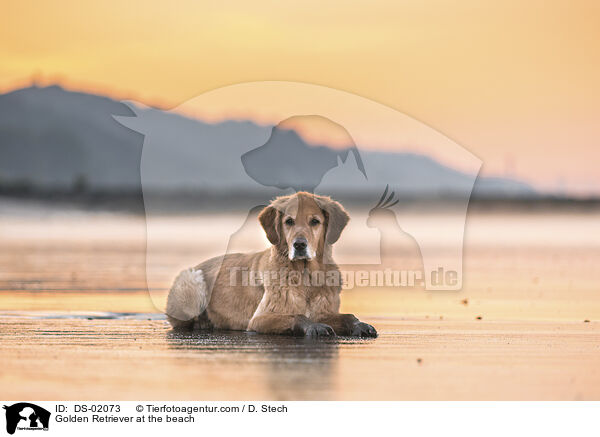 Golden Retriever am Strand / Golden Retriever at the beach / DS-02073