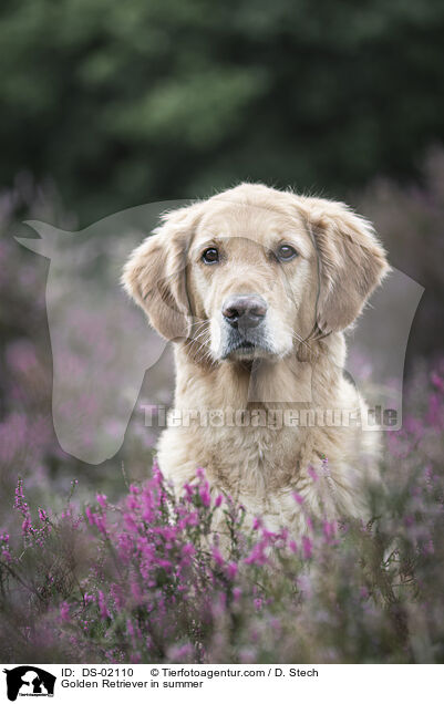 Golden Retriever im Sommer / Golden Retriever in summer / DS-02110