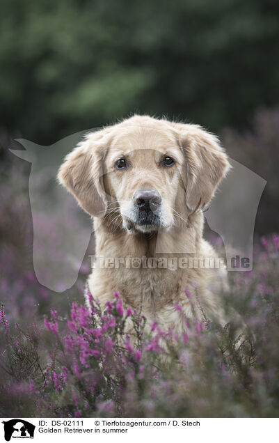 Golden Retriever im Sommer / Golden Retriever in summer / DS-02111