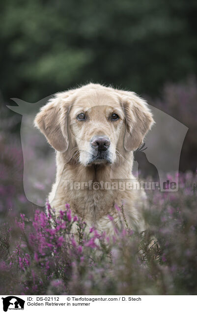 Golden Retriever im Sommer / Golden Retriever in summer / DS-02112