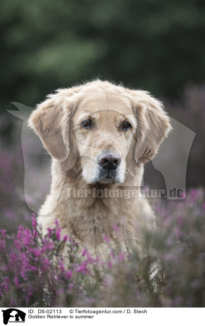 Golden Retriever im Sommer / Golden Retriever in summer / DS-02113