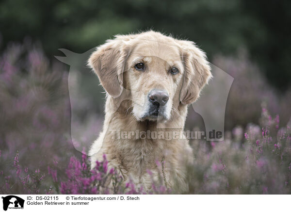 Golden Retriever im Sommer / Golden Retriever in summer / DS-02115