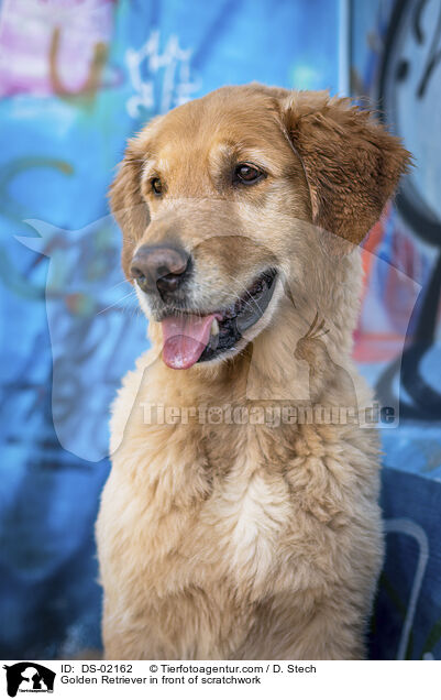 Golden Retriever vor Graffiti / Golden Retriever in front of scratchwork / DS-02162