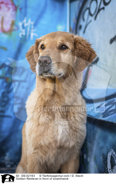 Golden Retriever vor Graffiti / Golden Retriever in front of scratchwork / DS-02163