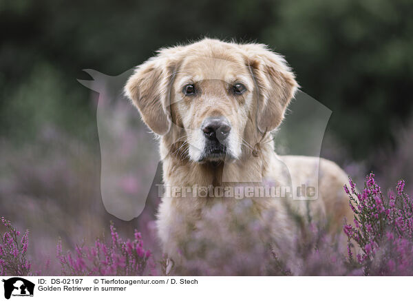 Golden Retriever im Sommer / Golden Retriever in summer / DS-02197