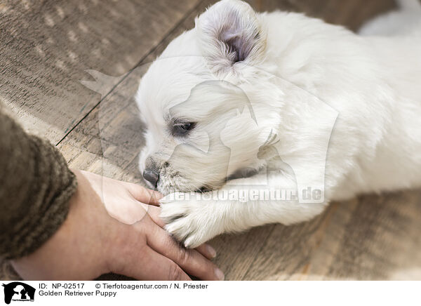 Golden Retriever Welpe / Golden Retriever Puppy / NP-02517