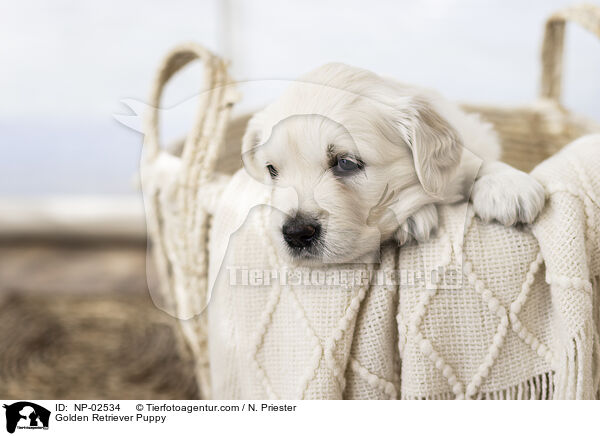 Golden Retriever Welpe / Golden Retriever Puppy / NP-02534