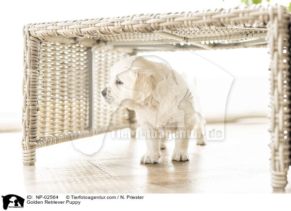 Golden Retriever Welpe / Golden Retriever Puppy / NP-02564