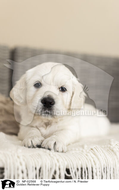 Golden Retriever Welpe / Golden Retriever Puppy / NP-02568