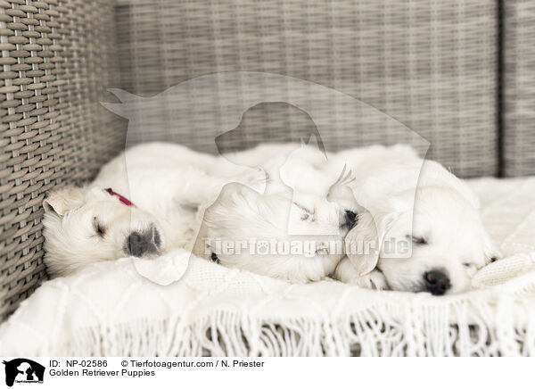 Golden Retriever Welpen / Golden Retriever Puppies / NP-02586