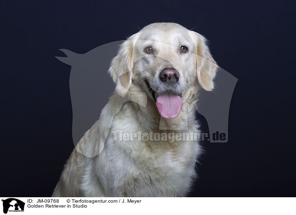 Golden Retriever im Studio / Golden Retriever in Studio / JM-09768