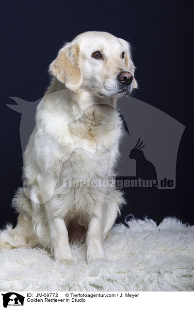 Golden Retriever im Studio / Golden Retriever in Studio / JM-09772