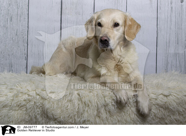 Golden Retriever im Studio / Golden Retriever in Studio / JM-09777