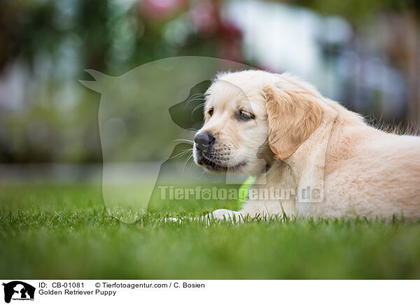 Golden Retriever Welpe / Golden Retriever Puppy / CB-01081