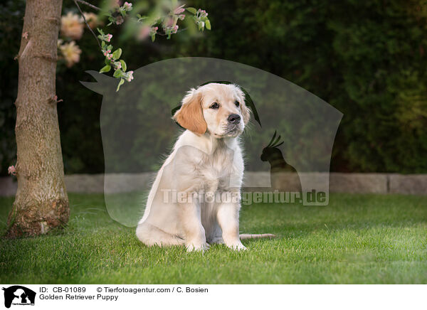 Golden Retriever Welpe / Golden Retriever Puppy / CB-01089