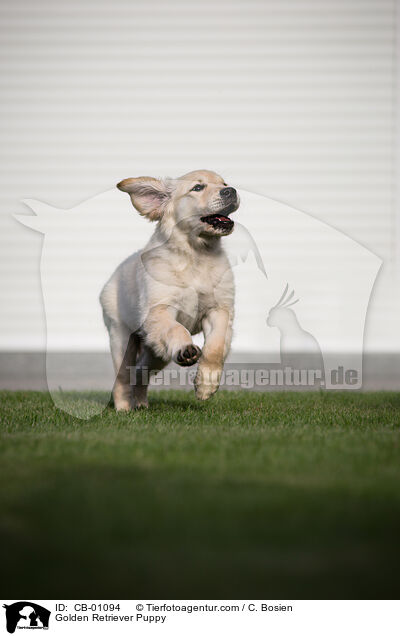 Golden Retriever Welpe / Golden Retriever Puppy / CB-01094