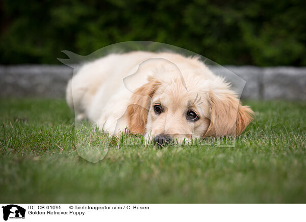 Golden Retriever Welpe / Golden Retriever Puppy / CB-01095