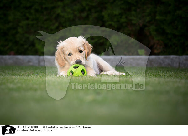 Golden Retriever Welpe / Golden Retriever Puppy / CB-01099