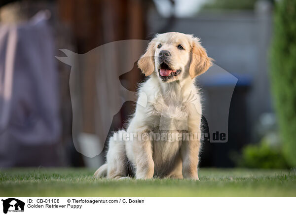 Golden Retriever Welpe / Golden Retriever Puppy / CB-01108