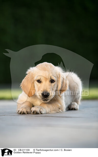 Golden Retriever Welpe / Golden Retriever Puppy / CB-01109