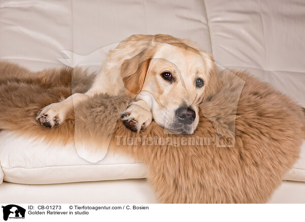 Golden Retriever im Studio / Golden Retriever in studio / CB-01273