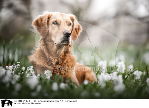 Golden Retriever Hndin / female Golden Retriever / KS-01171