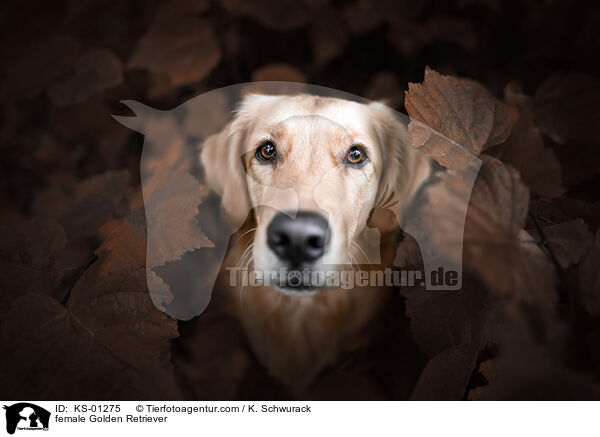 Golden Retriever Hndin / female Golden Retriever / KS-01275